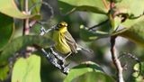 Prairie Warbler