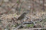 Hermit Thrush