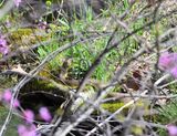 Northern Watersnake (nonvenomous)