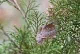 Giant Silk Moth