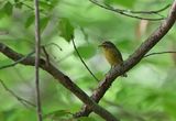 Palm Warbler