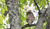 Barred Owl