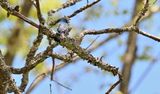 Indigo Bunting (Male)