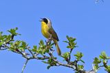 Common Yellowthroat Warbler (Male)