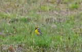 Eastern Meadowlark