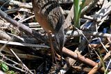 Virginia Rail