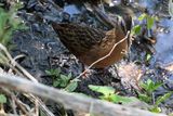 Virginia Rail