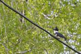 Belted Kingfisher (Female)