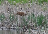 Sandhill Crane