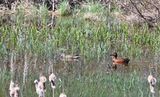 Cinnamon Teal (pair)