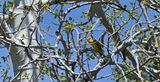 Western Tanager (M)