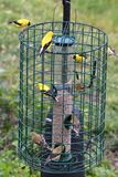 New Feeder