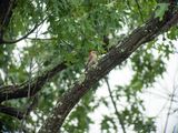 Red-bellied Woodpecker