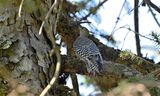 Red-bellied Woodpecker (Immature)