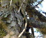 Red-bellied Woodpecker (Immature)