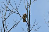 Red-tailed Hawk (Dark Morph)