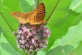 Aphrodite Fratillary & Virginia Ctenucha Moth
