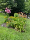 TBD Lilies