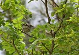 Yellow-rumped Warbler