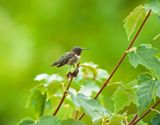 Ruby-throated Hummingbird (M)