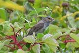 Indigo Bunting