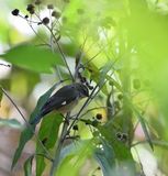 Black-throated Blue Warbler