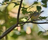 Bay-breasted Warbler