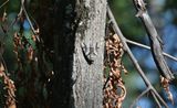 Old Wife Underwing Moth (Catocala palaeogama)