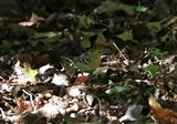 Bay-breasted Warbler