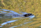 North American River Otter