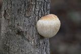 Lions Mane Fungus