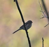 Field Sparrow