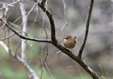 Winter Wren