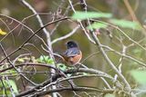 Eastern Towhee (male)