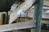 Little Blue Heron (Immature)