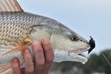 Petes Redfish