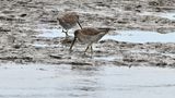Long-billed Dowitcher
