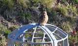 Red-shouldered Hawk