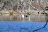 Tundra Swan