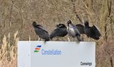 Black Vultures