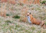 Red Fox (Female)