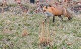 Red Fox (Female)