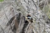 Carolina Chickadee (F)