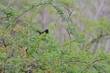 Eastern Towhee (M)