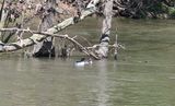 Common Mergansers