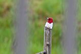 Red-headed Woodpecker