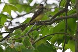 Great Crested Flycatcher