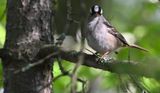 White-crowned Sparrow