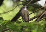 Blue-headed Vireo