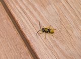 Sugar Maple Borer - Glycobius speciosus